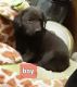 Labrador Retriever Puppies for sale in 579 Co Rd 814, Flat Rock, AL 35966, USA. price: NA