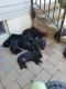 Labrador Retriever Puppies for sale in Salt Lake City, UT 84117, USA. price: $800