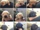 Labrador Retriever Puppies for sale in Prineville, OR 97754, USA. price: $615