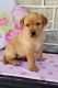 Labrador Retriever Puppies for sale in Birmingham, AL, USA. price: NA