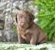 Labrador Retriever Puppies for sale in Honolulu, HI, USA. price: NA
