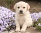 Labrador Retriever Puppies for sale in Lexington, KY, USA. price: NA