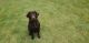 Labrador Retriever Puppies for sale in Acworth, GA 30102, USA. price: $1,000