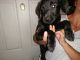 Labrador Retriever Puppies for sale in Calverton, NY, USA. price: NA
