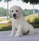 Labrador Retriever Puppies for sale in 33010 Dever Conner Rd NE, Albany, OR 97321, USA. price: $400