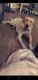 Labrador Retriever Puppies for sale in York, PA, USA. price: $500