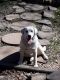 Labrador Retriever Puppies for sale in Tull, AR 72015, USA. price: NA