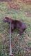 Labrador Retriever Puppies for sale in Newport News, VA 23601, USA. price: $1,500