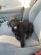 Labrador Retriever Puppies for sale in Davenport, FL 33837, USA. price: NA