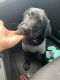 Labrador Retriever Puppies for sale in Damascus, MD, USA. price: $4,000