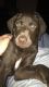 Labrador Retriever Puppies for sale in Denton, TX, USA. price: NA