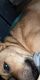 Labrador Retriever Puppies for sale in Houston, TX 77082, USA. price: $400