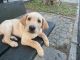 Labrador Retriever Puppies for sale in Queens, NY, USA. price: $3,000