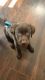 Labrador Retriever Puppies for sale in Kearny, NJ, USA. price: NA