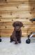 Labrador Retriever Puppies for sale in Rock Valley, IA 51247, USA. price: $900