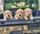 Labrador Retriever Puppies for sale in Elizabeth, IN 47117, USA. price: NA