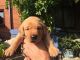 Labrador Retriever Puppies for sale in Chester, VA 23831, USA. price: $635