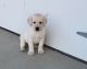 Labrador Retriever Puppies for sale in Weymouth, MA 02189, USA. price: NA