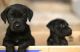 Labrador Retriever Puppies for sale in Rockdale, TX 76567, USA. price: $300