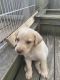 Labrador Retriever Puppies for sale in Harrisburg, PA, USA. price: NA