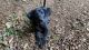 Labrador Retriever Puppies for sale in Celina, TN 38551, USA. price: NA