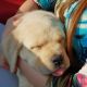 Labrador Retriever Puppies for sale in Pico Rivera, CA 90601, USA. price: NA