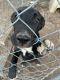 Labrador Retriever Puppies for sale in Lubbock, TX, USA. price: NA