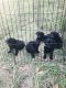 Labrador Retriever Puppies for sale in Branford, FL 32008, USA. price: $700