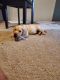 Labrador Retriever Puppies for sale in St. Louis, MO, USA. price: $800