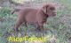 Labrador Retriever Puppies for sale in Owensboro, KY, USA. price: $300