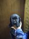 Labrador Retriever Puppies for sale in Naples, NY 14512, USA. price: $700