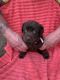 Labrador Retriever Puppies for sale in Portsmouth, OH 45662, USA. price: NA