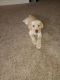 Labrador Retriever Puppies for sale in Grovetown, GA 30813, USA. price: $1,200