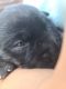 Labrador Retriever Puppies for sale in Ridgefield, NJ 07657, USA. price: $900