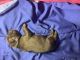 Labrador Retriever Puppies for sale in Katy, TX, USA. price: $1,100