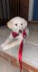 Labrador Retriever Puppies for sale in Old Bridge Township, NJ, USA. price: NA