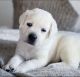 Labrador Retriever Puppies for sale in Corpus Christi, TX, USA. price: NA