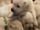 Labrador Retriever Puppies for sale in Cleveland, GA 30528, USA. price: NA