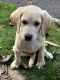 Labrador Retriever Puppies for sale in Watchung, NJ, USA. price: NA