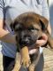 Labrador Retriever Puppies for sale in Molalla, OR 97038, USA. price: $300