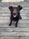 Labrador Retriever Puppies for sale in Waterford Twp, MI, USA. price: NA
