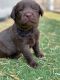 Labrador Retriever Puppies for sale in Mountain Home, ID 83647, USA. price: $1,000