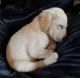 Labrador Retriever Puppies for sale in Corsicana, TX, USA. price: $500