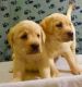 Labrador Retriever Puppies for sale in Arizona City, AZ 85123, USA. price: $350