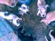 Labrador Retriever Puppies for sale in Pomona Park, FL 32181, USA. price: NA