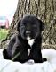 Labrador Retriever Puppies for sale in El Cajon, CA, USA. price: NA