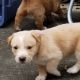 Labrador Retriever Puppies for sale in Fairhope, AL 36532, USA. price: $250