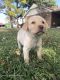 Labrador Retriever Puppies for sale in Marietta, OK 73448, USA. price: $800