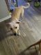 Labrador Retriever Puppies for sale in Tulsa, OK, USA. price: NA