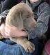 Labrador Retriever Puppies for sale in McClure, PA, USA. price: NA